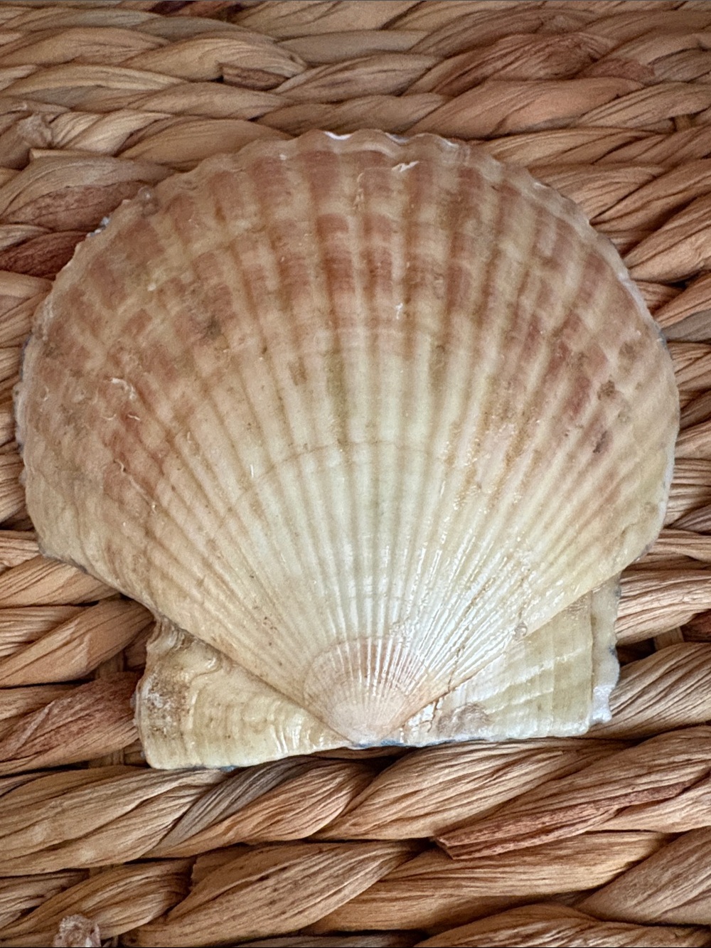 Blue Patterned Shell Bath Accessory - Picture 4 of 4
